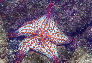 Couch Potato Sea Star/Photographed with a Canon 60 mm mac... by Laurie Slawson 